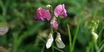 AMICALE DES ORCHIDOPHILES DU LANGUEDOC ROUSSILLON - Caudiès-de-Fenouillèdes