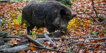 ASSOCIATION COMMUNALE DE CHASSE AGREEE DE SAINT ARNAC - Saint-Arnac