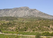 DOMAINE TRIBOULEY - Latour-de-France