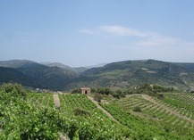 LES VIGNERONS DE TREMOINE CAVE DE RASIGUERES - Rasiguères