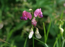 AMICALE DES ORCHIDOPHILES DU LANGUEDOC ROUSSILLON - Caudiès-de-Fenouillèdes