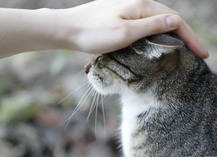 LES CHATS PITRES DE SAINT PAUL - Saint-Paul-de-Fenouillet