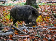 ASSOCIATION COMMUNALE DE CHASSE AGREEE DE SAINT ARNAC - Saint-Arnac