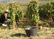 DOMAINE LE ROC DES ANGES - Latour-de-France