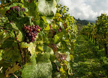  DOMAINE D'AÏCHOUX - Sournia