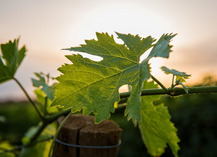 DOMAINE CHAPOUTIER ET BILA HAUT - Latour-de-France