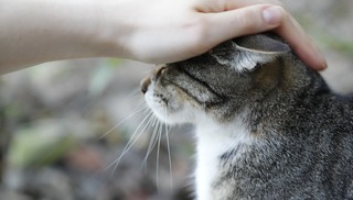 LES CHATS PITRES DE SAINT PAUL - Saint-Paul-de-Fenouillet