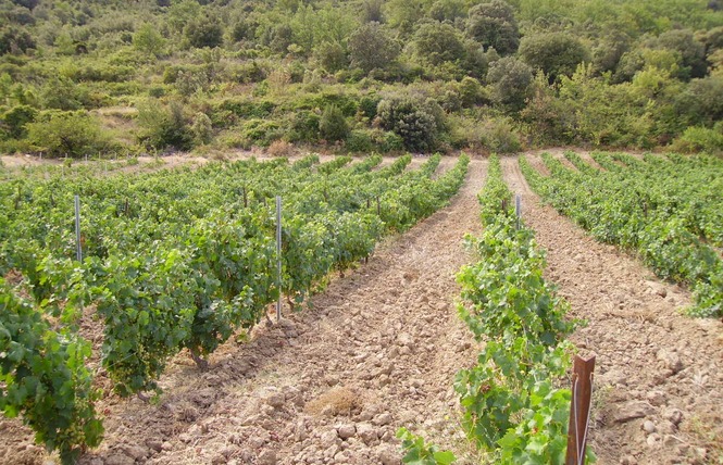 DOMAINE CHALULEAU PONS 5 - Saint-Paul-de-Fenouillet