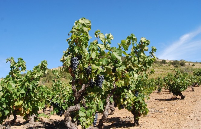 LES VIGNERONS DE TREMOINE CAVE DE RASIGUERES 2 - Rasiguères