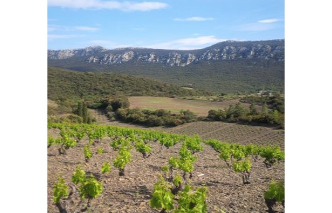 DOMAINE DE VENUS 2 - Maury