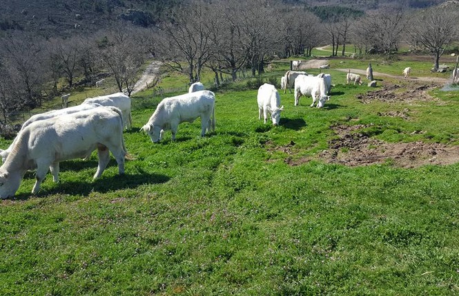 LA FERME D'ARSA 2 - Sournia