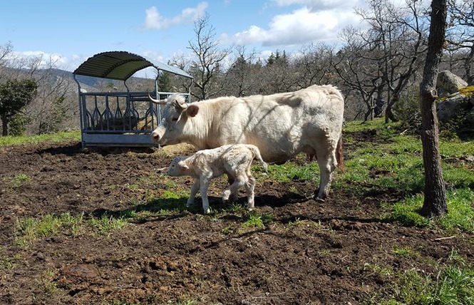 LA FERME D'ARSA 3 - Sournia