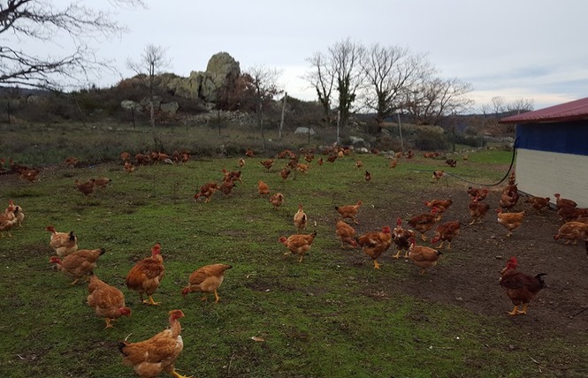 LA FERME D'ARSA 4 - Sournia