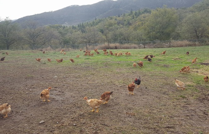 LA FERME D'ARSA 1 - Sournia