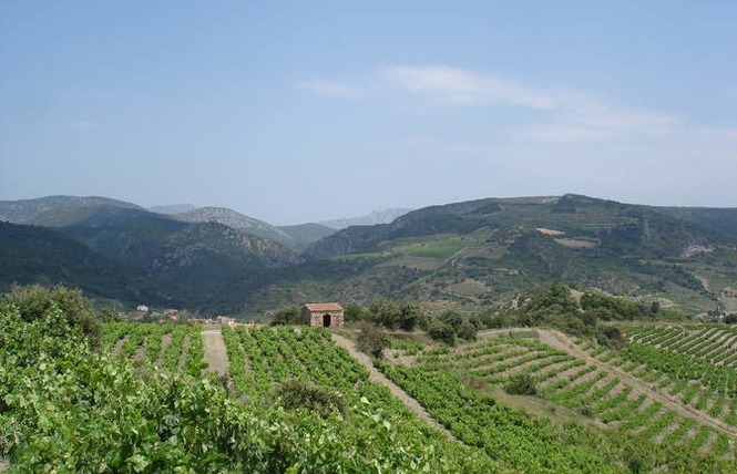 LES VIGNERONS DE TREMOINE CAVE DE RASIGUERES 1 - Rasiguères