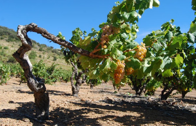 LES VIGNERONS DE TREMOINE CAVE DE RASIGUERES 6 - Rasiguères