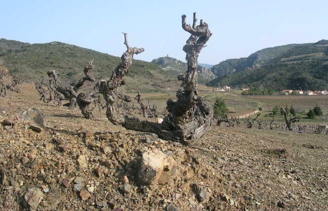 LES VIGNERONS DE TREMOINE CAVE DE RASIGUERES 4 - Rasiguères