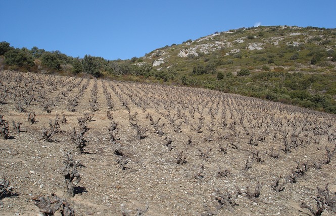 LES VIGNERONS DE TREMOINE CAVE DE RASIGUERES 5 - Rasiguères