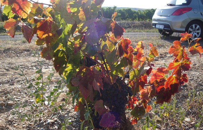 DOMAINE ARGUTI 3 - Saint-Paul-de-Fenouillet