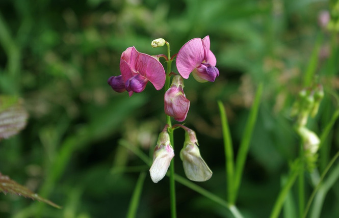 AMICALE DES ORCHIDOPHILES DU LANGUEDOC ROUSSILLON 1 - Caudiès-de-Fenouillèdes