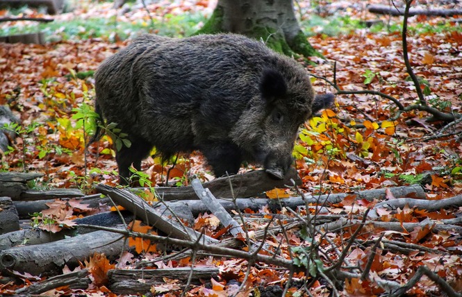 ASSOCIATION COMMUNALE DE CHASSE AGREEE DE SAINT ARNAC 1 - Saint-Arnac