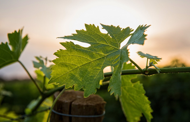 DOMAINE CHAPOUTIER ET BILA HAUT 1 - Latour-de-France