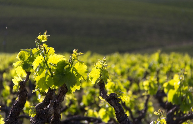 DOMAINE DE SABBAT 2 - Latour-de-France