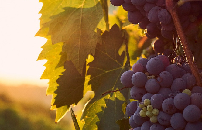 DOMAINE GRAIN D'ORIENT 1 - Caudiès-de-Fenouillèdes