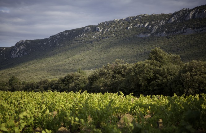 DOMAINE D'ESPERET 2 - Saint-Paul-de-Fenouillet