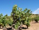 LES VIGNERONS DE TREMOINE CAVE DE RASIGUERES 2 - Rasiguères