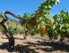 LES VIGNERONS DE TREMOINE CAVE DE RASIGUERES 6 - Rasiguères