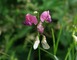 AMICALE DES ORCHIDOPHILES DU LANGUEDOC ROUSSILLON 1 - Caudiès-de-Fenouillèdes