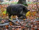 ASSOCIATION DE CHASSE ACCA 1 - Caudiès-de-Fenouillèdes